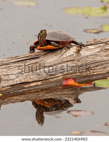 Painted turtle resting on a log in the pond with lily water pad  and displaying its turtle shell, head, paws in its environment and habitat surrounding. Turtle Picture.

