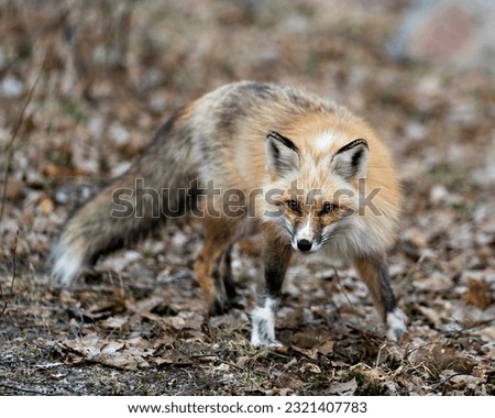 Red unique fox close-up profile front view and looking at camera in the spring season in its environment and habitat with blur background displaying white mark paws, unique face, fur, bushy tail. 