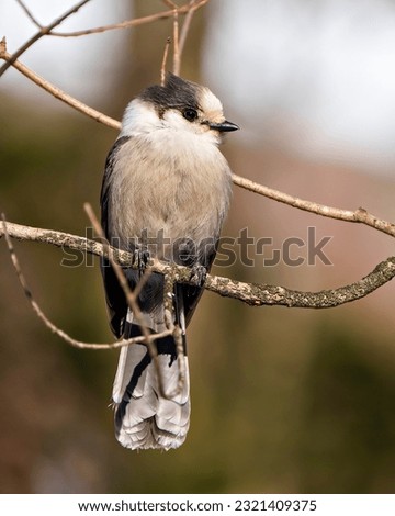 Grey Jay front view perched on a tree branch displaying grey colour, tail, wings, feet, eye with a forest background in its environment and habitat surrounding.
