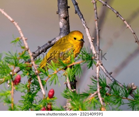 Yellow Warbler close-up side view perched on a tamarack tree branch with cones its environment and habitat surrounding. Warbler Picture.