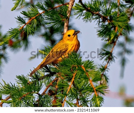 Yellow Warbler perched on a tamarack tree branch with cones and feeding on a insect and enjoying its environment and habitat surrounding. Warbler Picture.