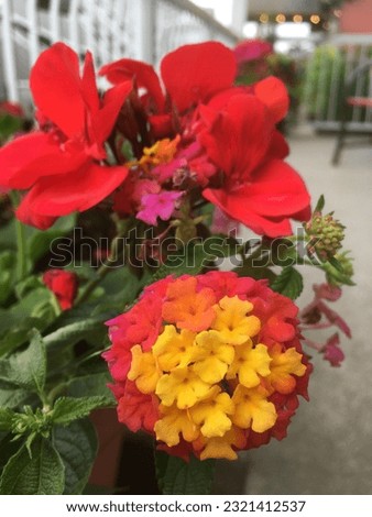 Picture of yellow to pink little lantana flowers