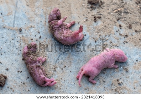 

Newborn rats, pink sable rats (Rattus norvegicus)  Royalty-Free Stock Photo #2321418393