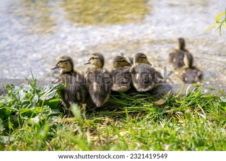Nature in the Lotników Park - Krakow. Close-ups of flowers, trees and mushrooms. Pictures with beautiful bokeh showing the spring aura. Floating ducks with chicks in the pond.