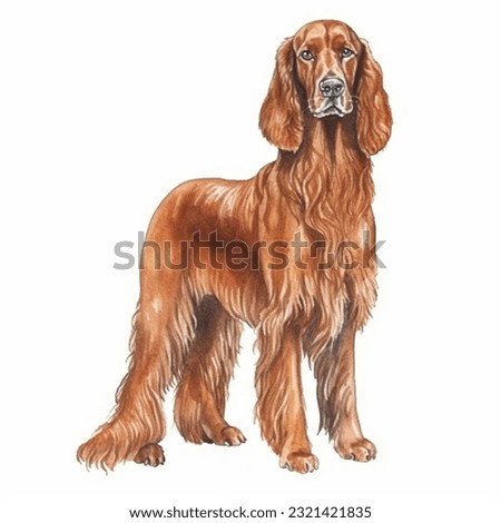 IRISH SETTER watercolor portrait painting illustrated dog puppy isolated on transparent white background
