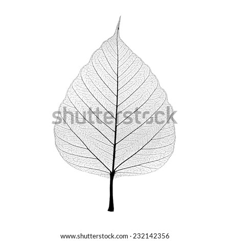 Leaf veins isolated on white background. include clipping path. Royalty-Free Stock Photo #232142356