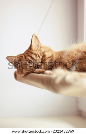 Red cat sleeping in his hammock by the window on a white background Royalty-Free Stock Photo #2321432969