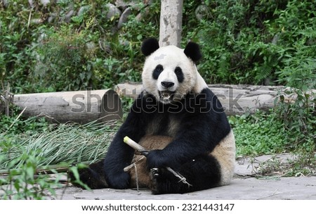Potrait of a panda sitting on ground holding bamboo eating Royalty-Free Stock Photo #2321443147