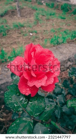 beautiful blooming rose picture. rose with water drops. 
