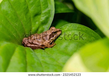 Brown frog on a big green leaf. Wild nature.

