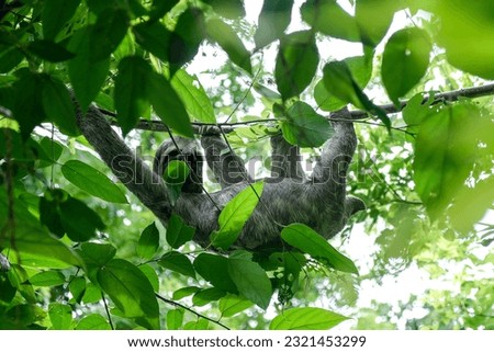 Young Sloth In Tree - Isla Fuerte