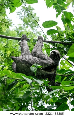 Young Sloth In Tree - Isla Fuerte