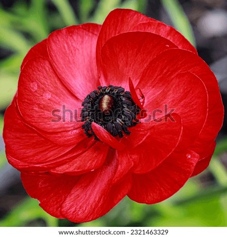 Close up of a single red poppy