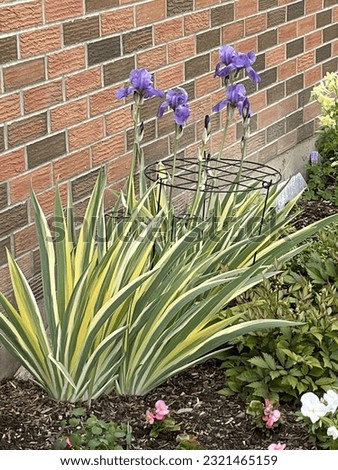 Variegated Iris in border garden with grow thru supports, in front of brick wall Royalty-Free Stock Photo #2321465159