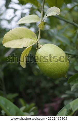 A nice picture of a lemon in a tree