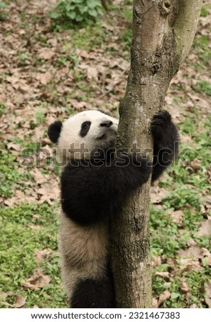 Portrait of a panda climbing a tree trunk and branch