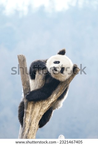Portrait of a panda climbing a tree trunk and branch Royalty-Free Stock Photo #2321467405