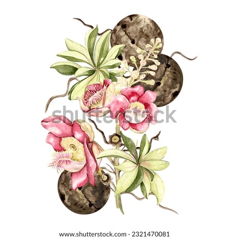 brazilian cannonball tree with large bright pink flowers. tropical plant watercolor illustration