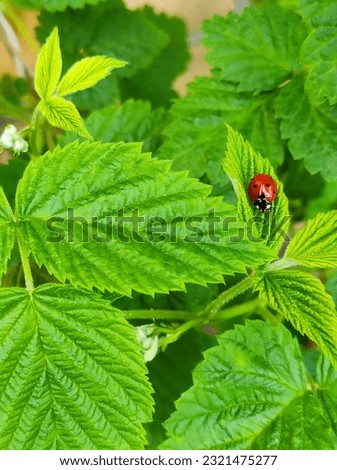 Ladybug Perched on Vibrant Green Raspberry Leaf, a Symbol of Nature's Harmony