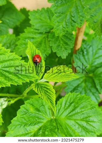 Nature's Visitor: Ladybug on Green Raspberry Leaf