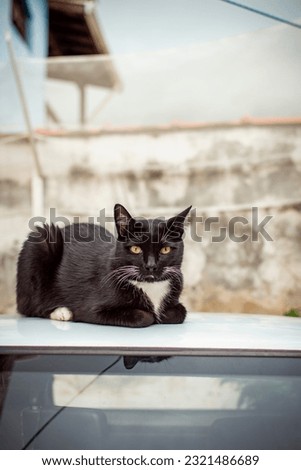 A black cat with a white patch on its chest lying down on the roof of a white car.