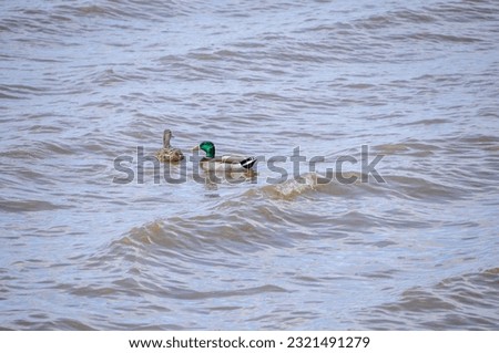 Mallard pair swimming in the river in spring