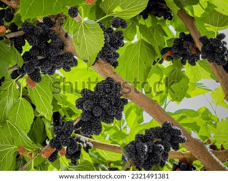 Many black mulberry bunches on tree branches. Black morus berries in garden. Mulberry tree with ripe morus fruit outdoor. Superberry Black Mulberry Tree. Royalty-Free Stock Photo #2321491381