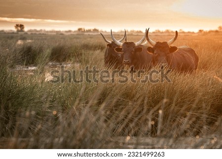 Group of bulls in the sun of Camargue, France Royalty-Free Stock Photo #2321499263