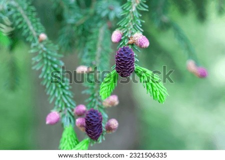 Young cones of a purple cone spruce tree, Picea purpurea Royalty-Free Stock Photo #2321506335