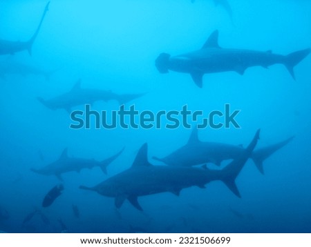 Diving with Hammerhead Sharks: An Extraordinary Encounter

In this captivating photograph, a diver ventures into the depths of the ocean to experience an extraordinary encounter with hammerhead sharks