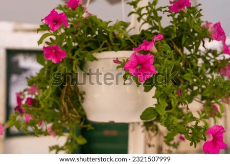 Pink flowers of surfinia. Beautiful home plants. Petunia.