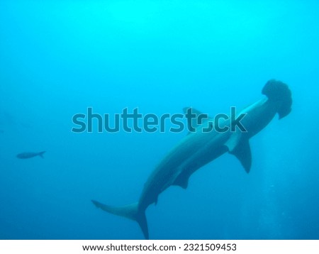 A Close Encounter with the Magnificent Hammerhead Shark