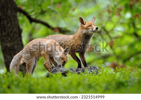 Two red foxes in their natural habitat. Animal theme in fairy tale style. Cute two fluffy animals.