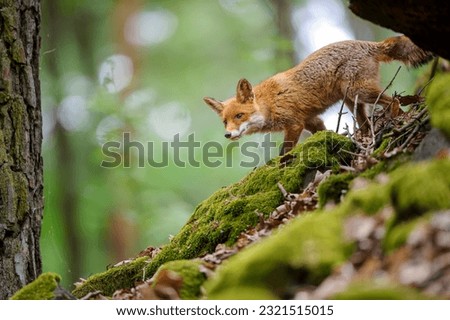 Curoius red fox in the forest. Single animal walking down the mossy rocks in wild nature.