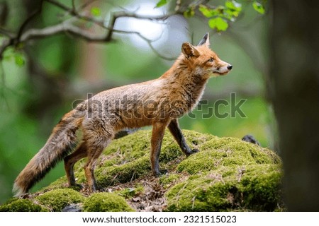 Close up wild fox on mossy rock. Natural forest habitat with beast of prey. Royalty-Free Stock Photo #2321515023