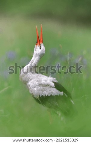 A white stork greeting its mate with raised head and flapping beak. One bird standing in the green tall grass of a spring meadow.