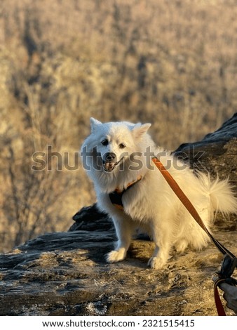 American Eskimo Dog On Mountain Cliff Royalty-Free Stock Photo #2321515415
