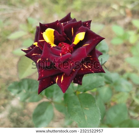 Garden beautiful tiger Roses Pictures