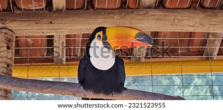 the toucan is a bird famous for its large beak