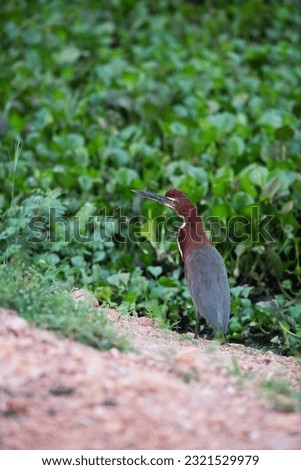 Rufescent tiger heron in  forest environment,Pantanal Forest, Mato Grosso, Brazil.