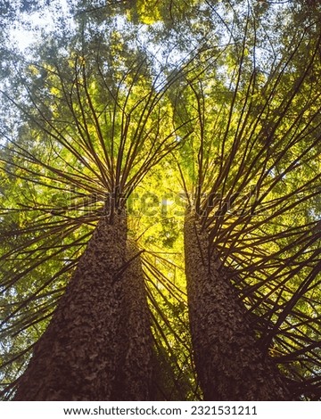 View looking up at Redwood Trees in California
