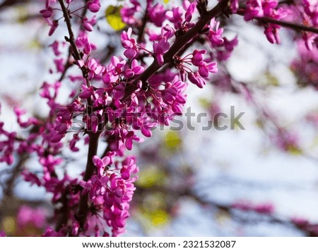 Blooming purple cercis siliquastrum trees in the fields in spring Royalty-Free Stock Photo #2321532087