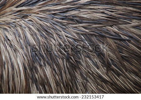 Porcupine body with spines - skin background