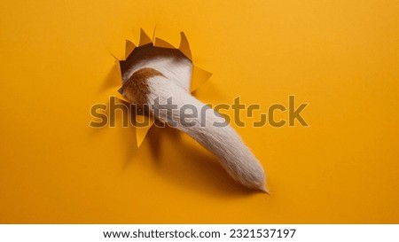 The tail of a Jack Russell Terrier dog sticks out of torn paper on an orange background. 