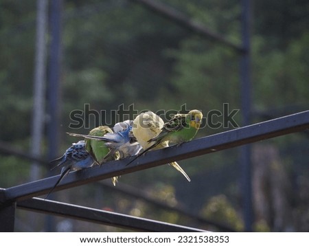colorful birds in selective focus 