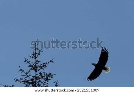 a single bald eagle flies next to the top of a pine tree on a bright sunny day with blue sky background