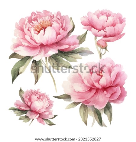 peony flower set watercolor vector illustration Royalty-Free Stock Photo #2321552827