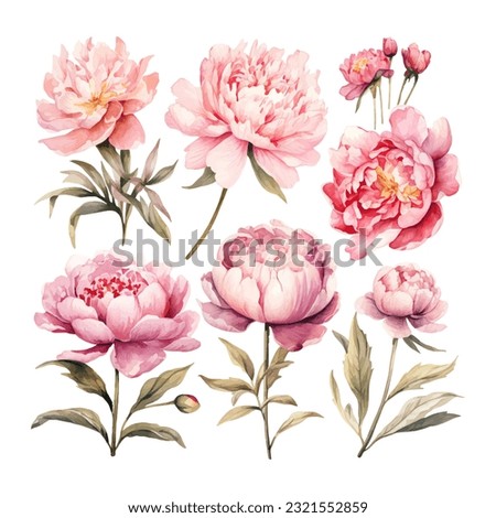peony flower set watercolor vector illustration Royalty-Free Stock Photo #2321552859