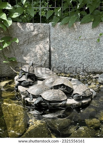 turtles who like hot sunlight