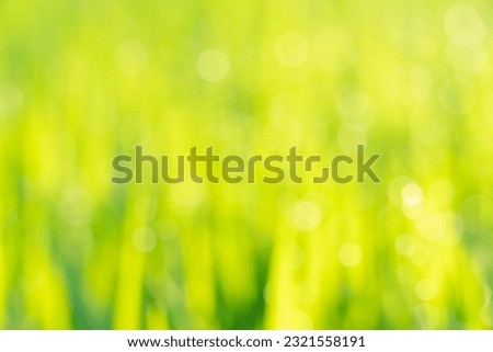 Blurred green nature background in golden sunlight with beautiful bokeh of leaves in field in morning sunlight. Abstract art. Cover photo background.